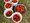 Sechs Behälter, bestehend aus fünf weißen Eimern und einer Metallschale, liegen auf grünem Gras. Alle sind bis zum Rand mit frischen, roten Erdbeeren gefüllt, was eine frische Ernte zeigt.
